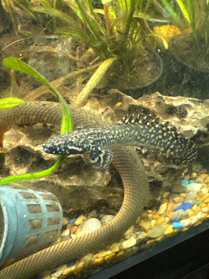 Ornate Bichir (Polypterus ornatipinnis) 3”