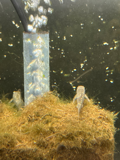 Garra Rufa (Garra rufa)