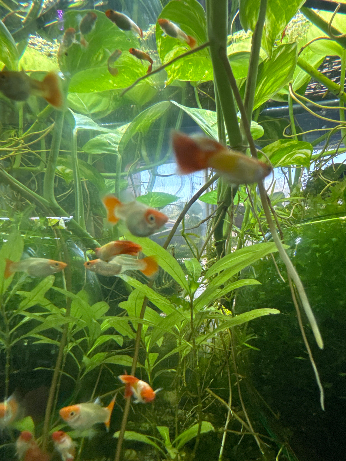 Santa koi guppies (3) trio male and two females (Copy 2)