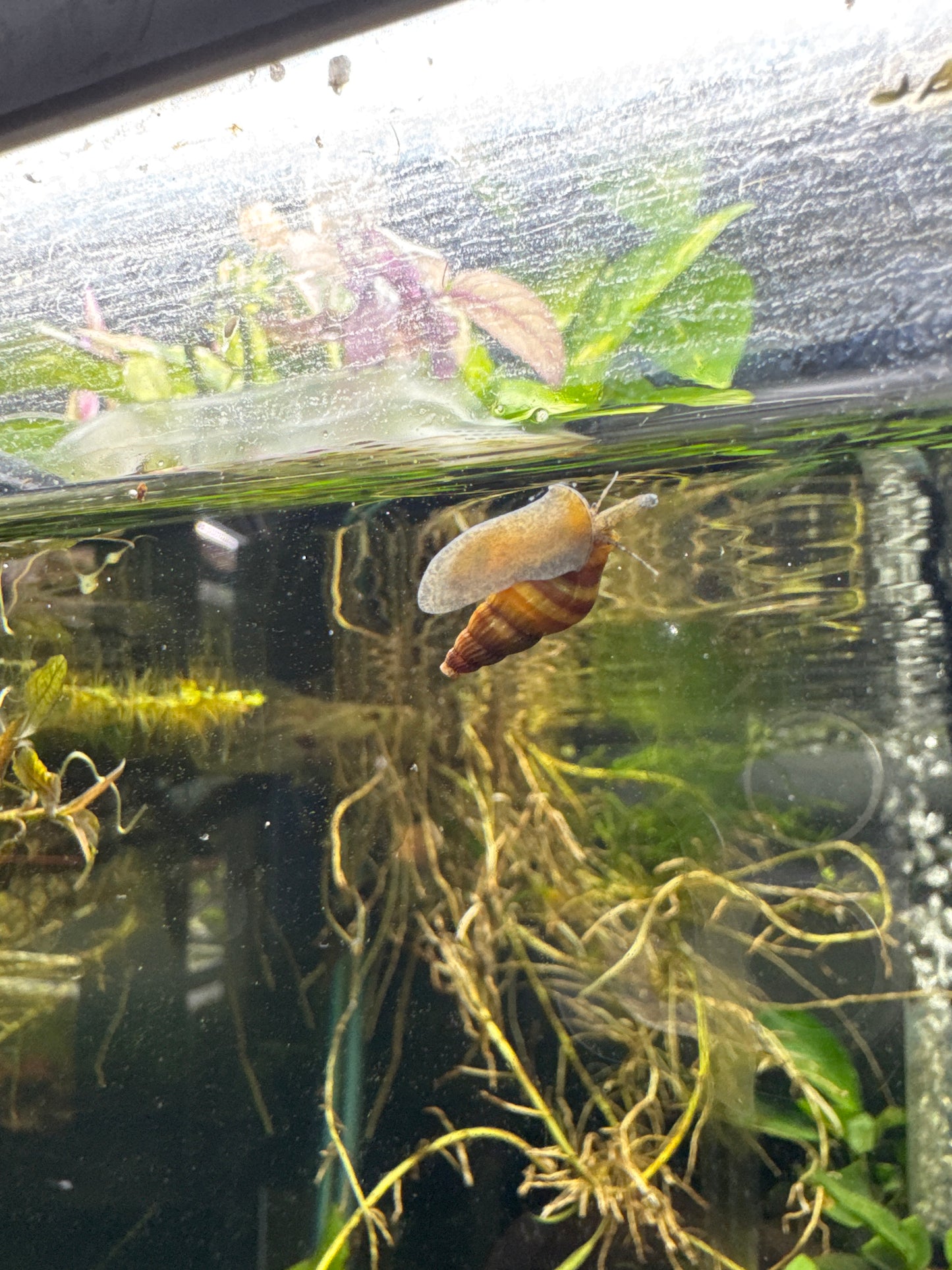 Assassin Snail (Anentome helena)