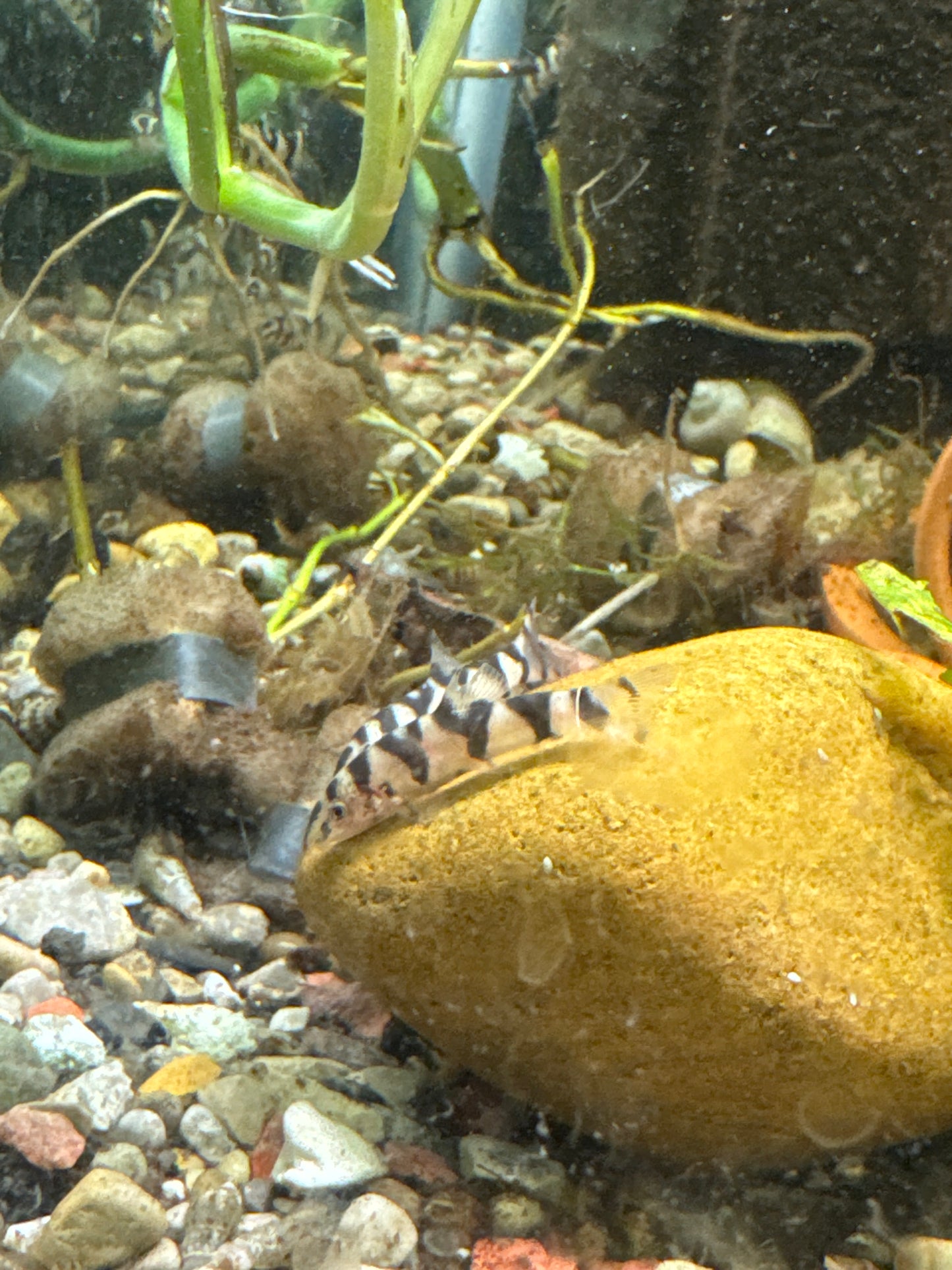 Yo-Yo Loach (Botia almorhae)