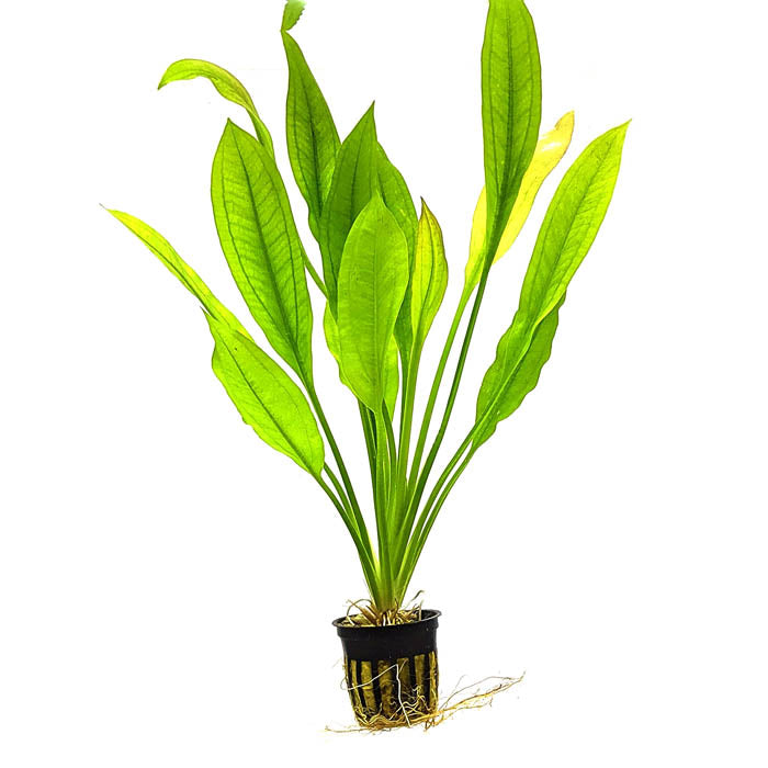 POPULAR AQUARIUM PLANTS BUNDLE