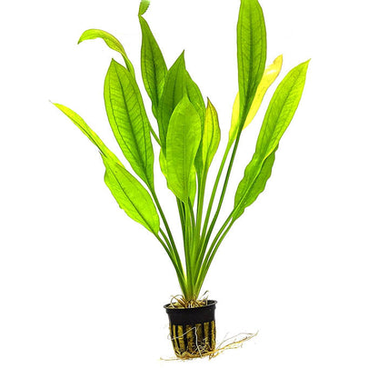 POPULAR AQUARIUM PLANTS BUNDLE