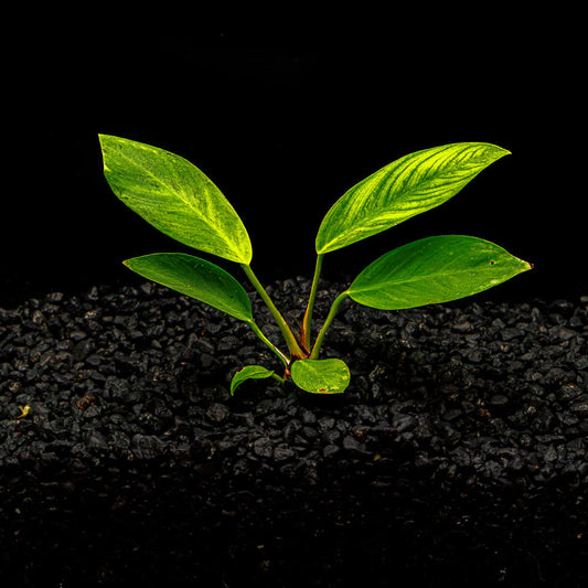 ANUBIAS CONGENSIS