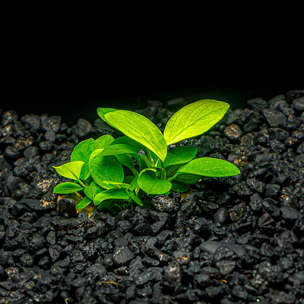 ANUBIAS NANA