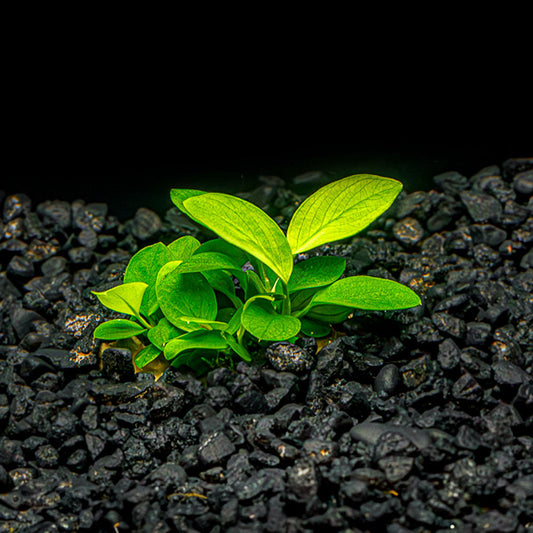ANUBIAS NANA