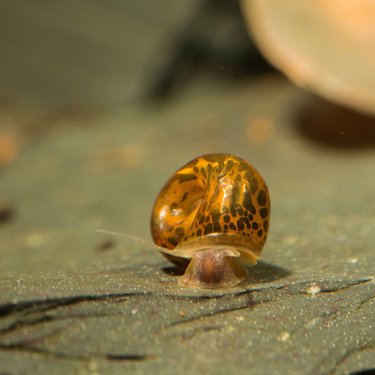 10 ASSORTED RAMSHORN SNAILS