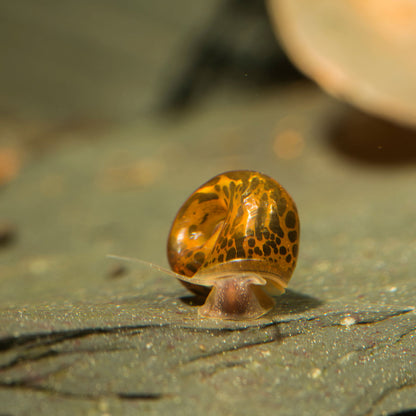 10 ASSORTED RAMSHORN SNAILS