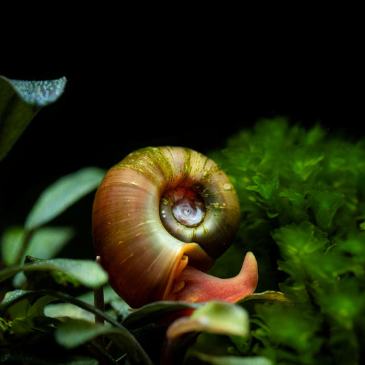 10 ASSORTED RAMSHORN SNAILS