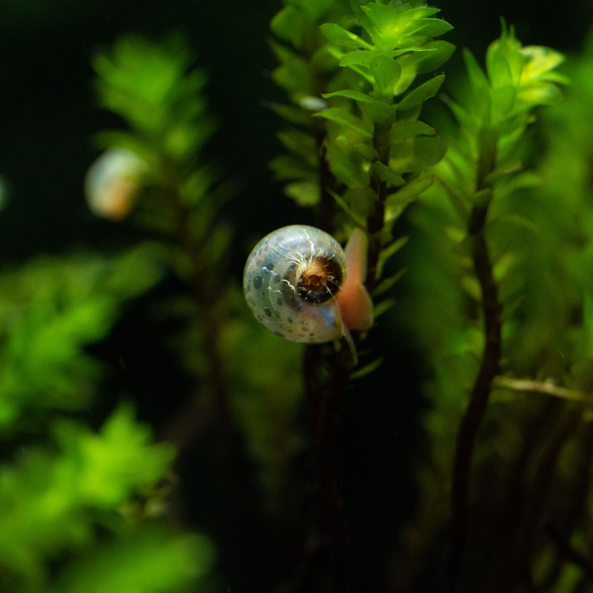 10 ASSORTED RAMSHORN SNAILS