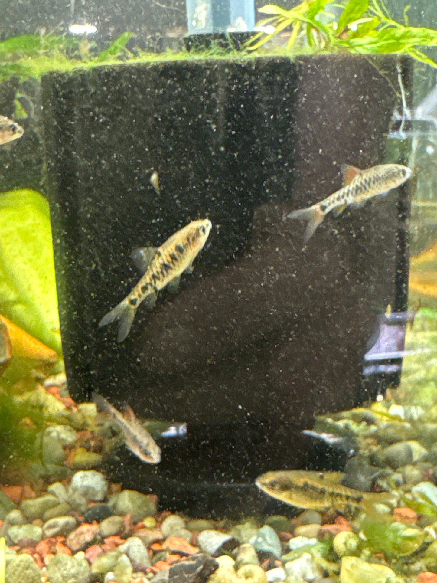 Checkerboard Barb (Oliotius oligolepis)