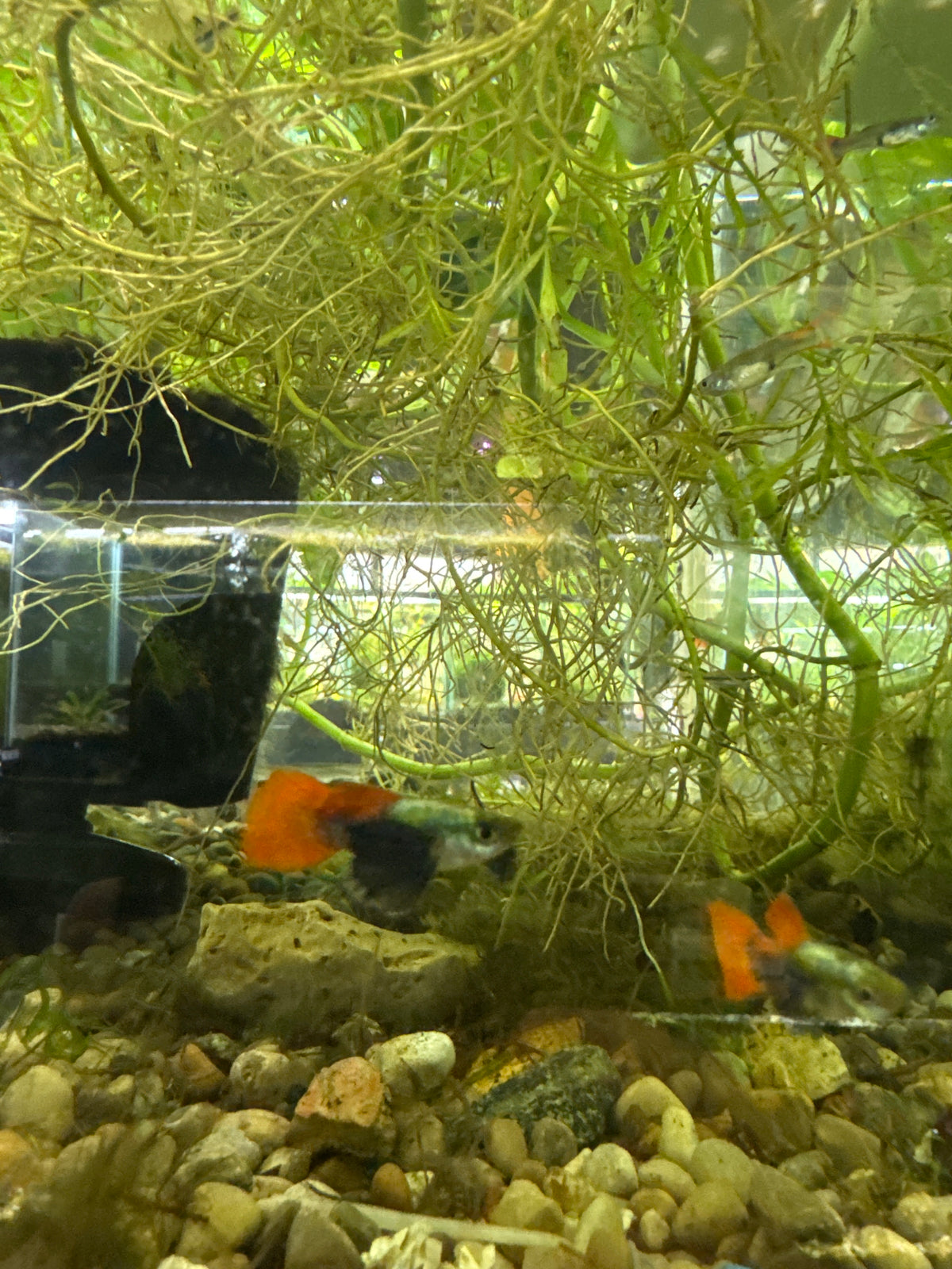 Platinum dumbo redtail guppies (3) trio male and two females (Copy 2)