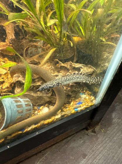 Ornate Bichir (Polypterus ornatipinnis) 3”