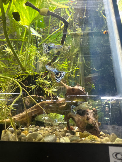 White mosaic guppies  (3) trio male and two females