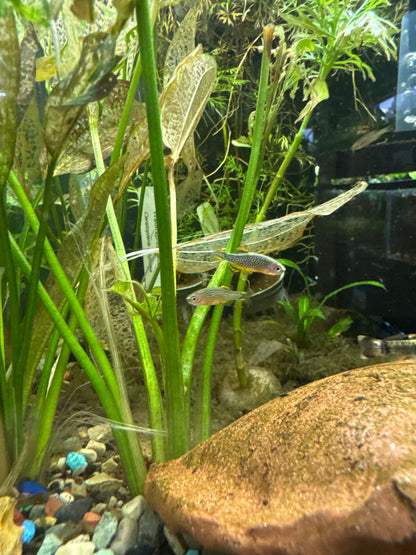 Celestial Pearl Danio (Danio margaritatus)