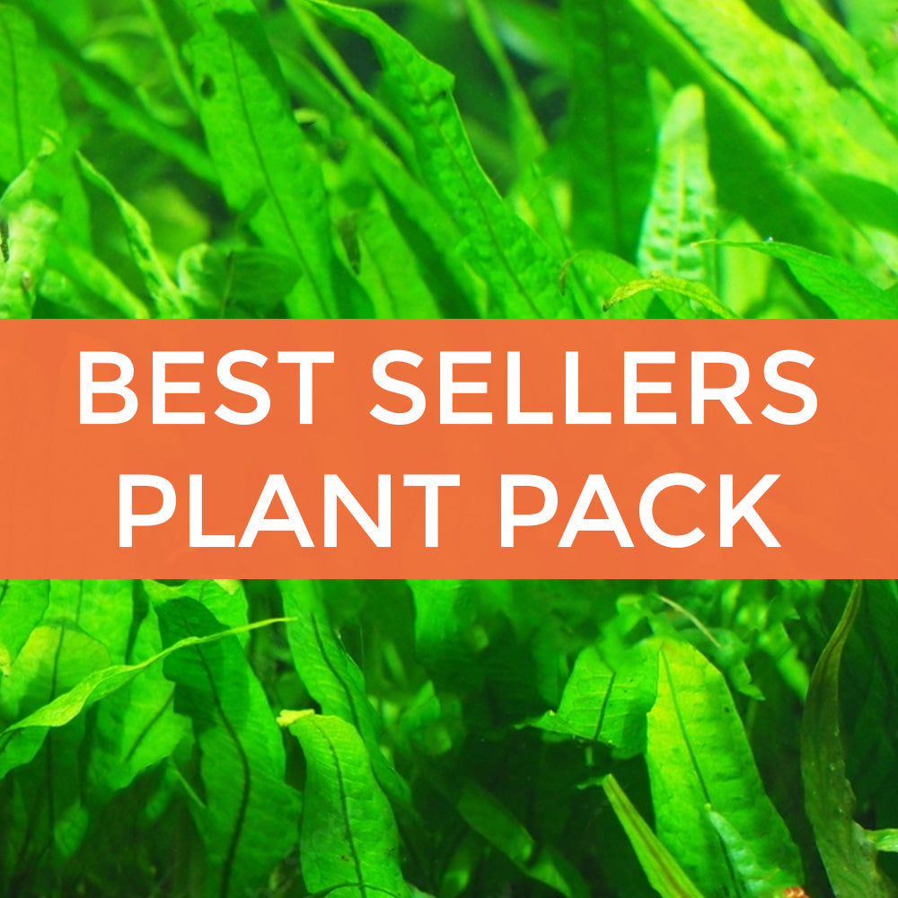 POPULAR AQUARIUM PLANTS BUNDLE