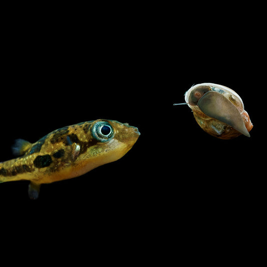 BLADDER SNAILS - LIVE FOOD FOR PEA PUFFERS