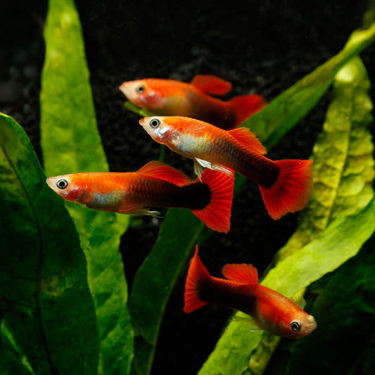 BLONDE TUXEDO GUPPY