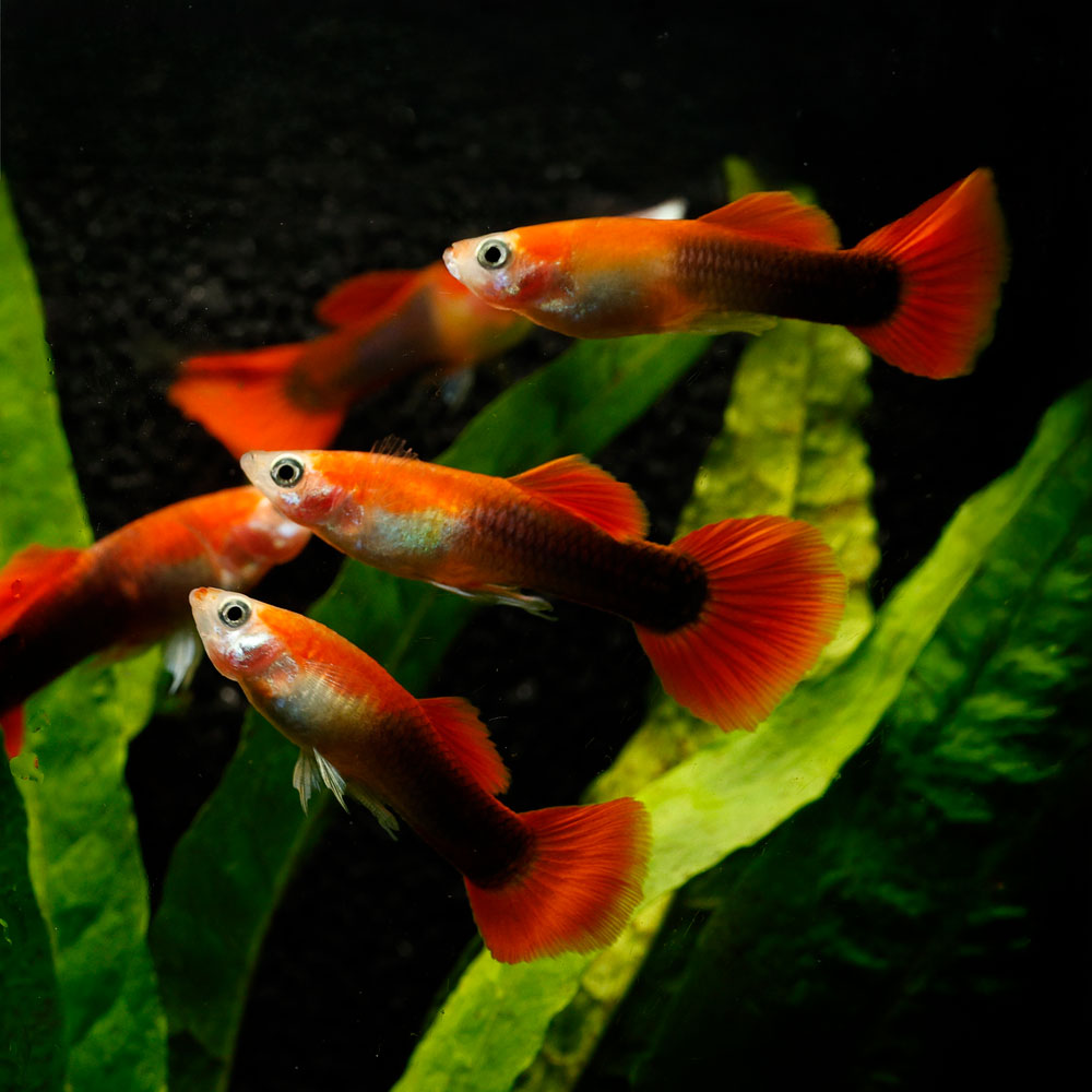 BLONDE TUXEDO GUPPY