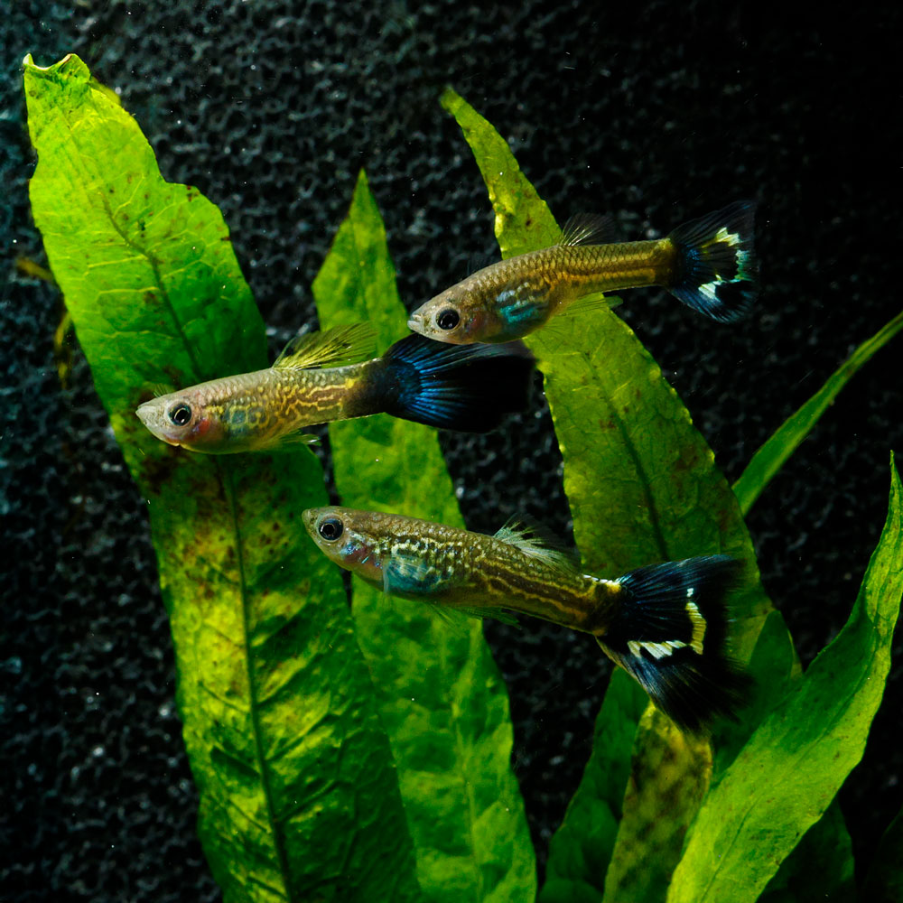 BLUE COBRA GUPPY | POECILIA RETICULATUS