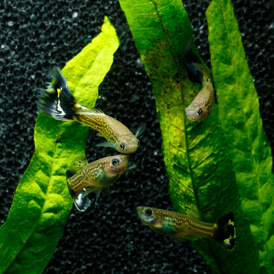 BLUE COBRA GUPPY | POECILIA RETICULATUS