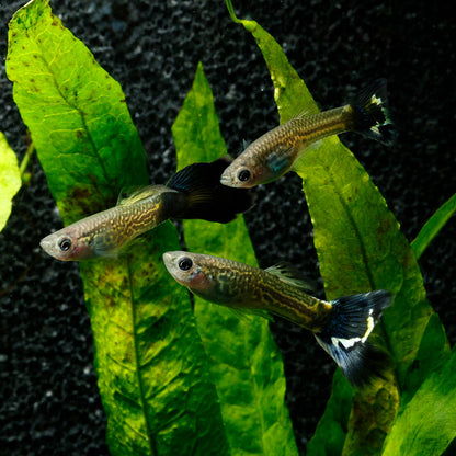 BLUE COBRA GUPPY | POECILIA RETICULATUS