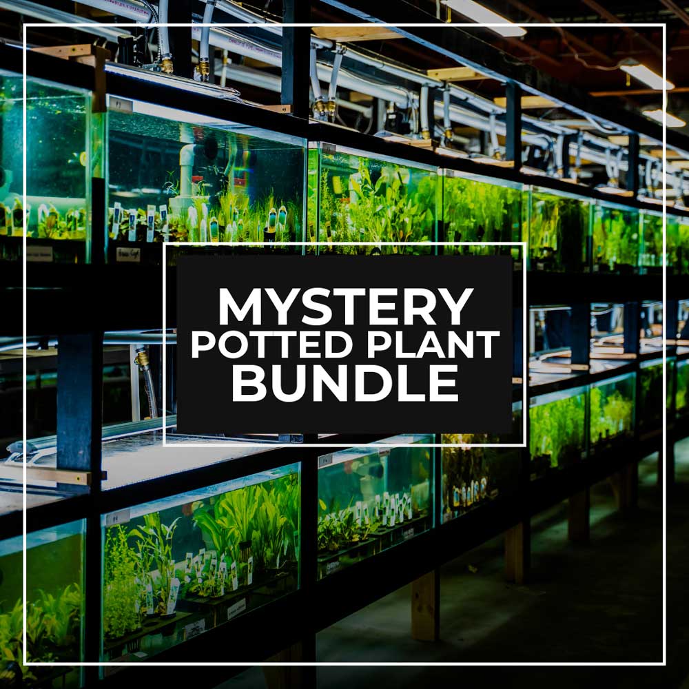 BULK AQUATIC PLANTS - 10 plants at $6 each (total $59.99) - POTTED PLANTS