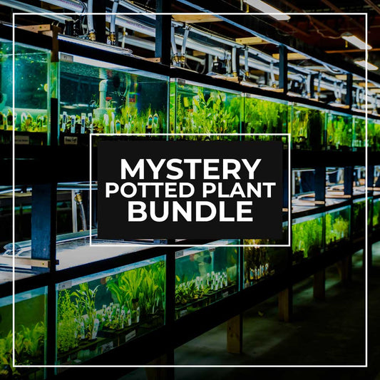 BULK AQUATIC PLANTS - 10 plants at $6 each (total $59.99) - POTTED PLANTS