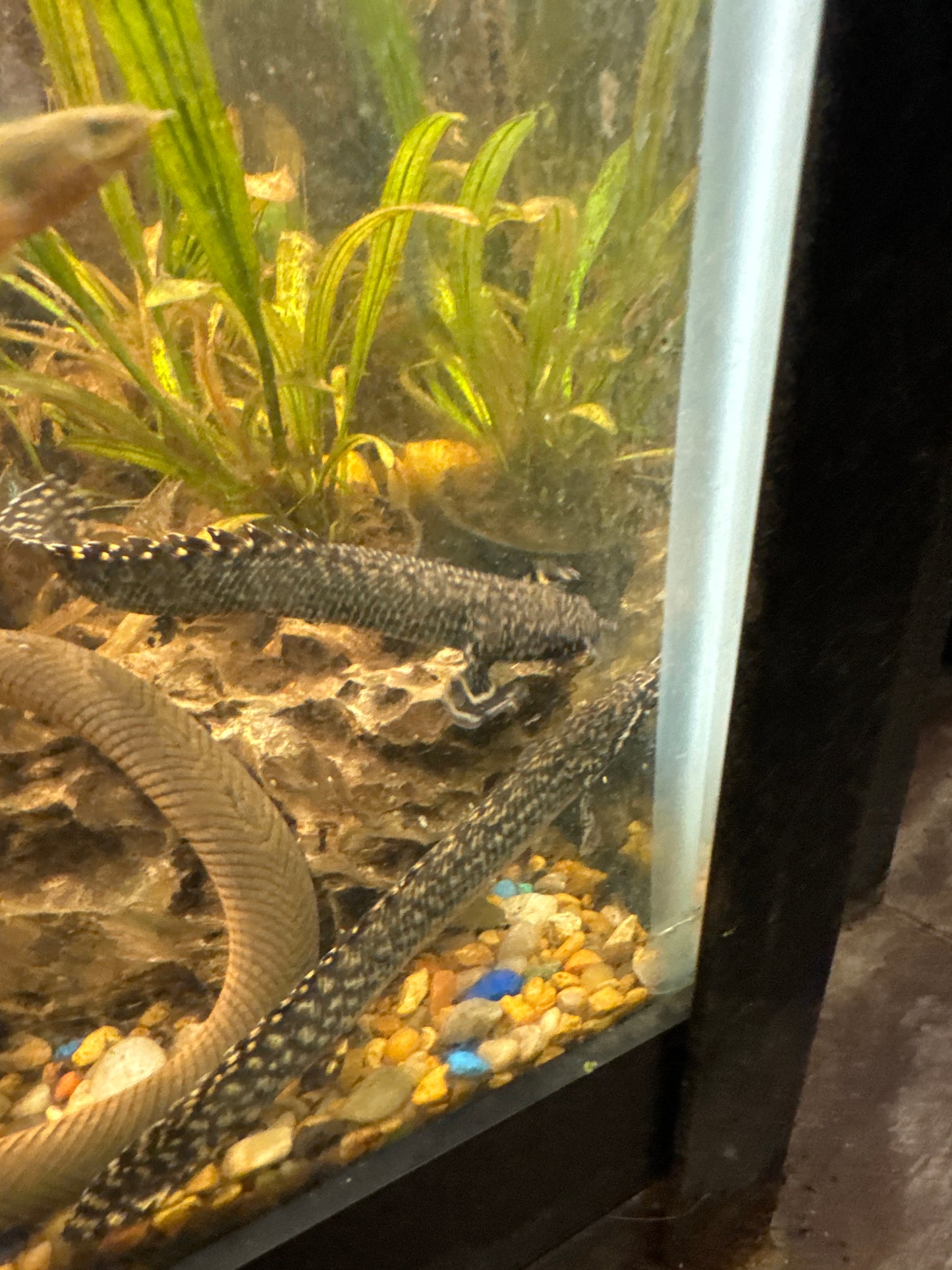 Ornate Bichir (Polypterus ornatipinnis) 3”
