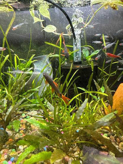 Rainbow Shark (Epalzeorhynchos frenatum)