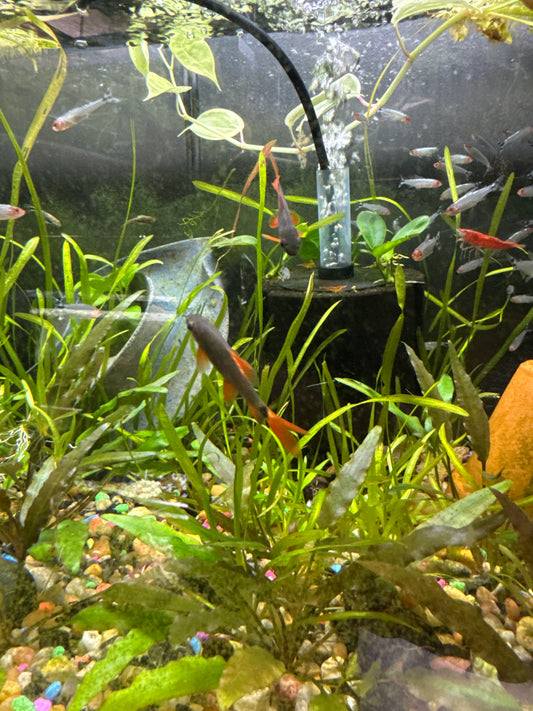 Rainbow Shark (Epalzeorhynchos frenatum)