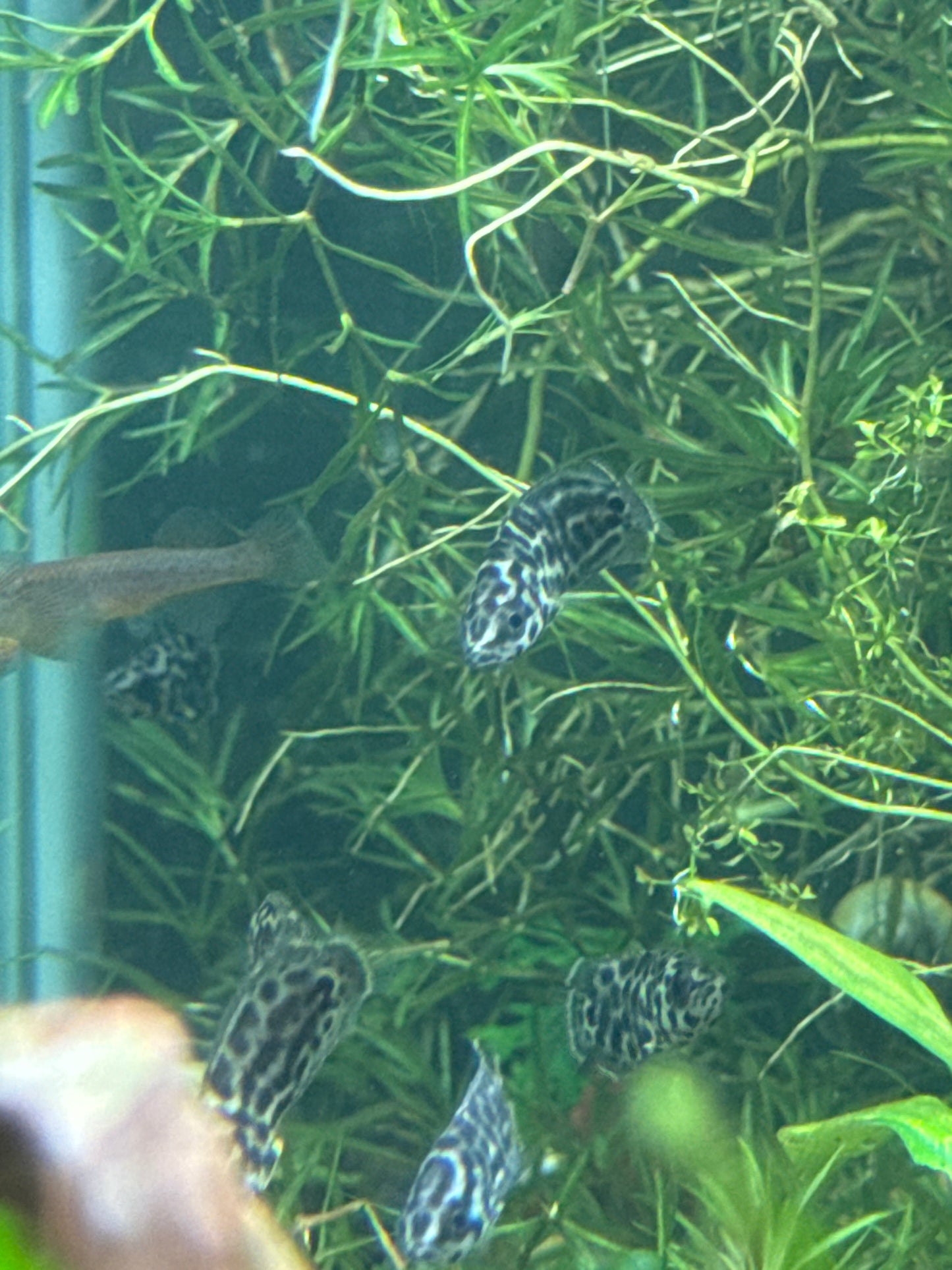 Leopard Ctenopoma 1”