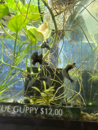HB Blue guppies  (3) trio male and two females (Copy 3)