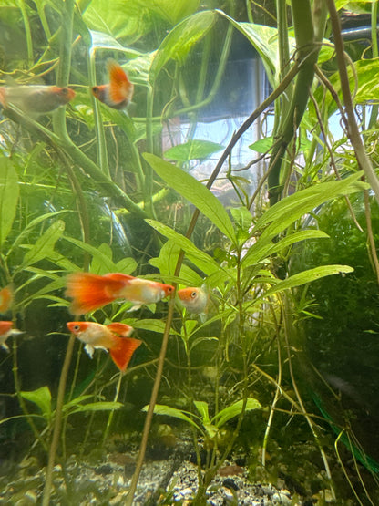 Santa koi guppies (3) trio male and two females (Copy 2)