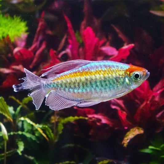 CONGO TETRA | PHENACOGRAMMUS INTERRUPTUS