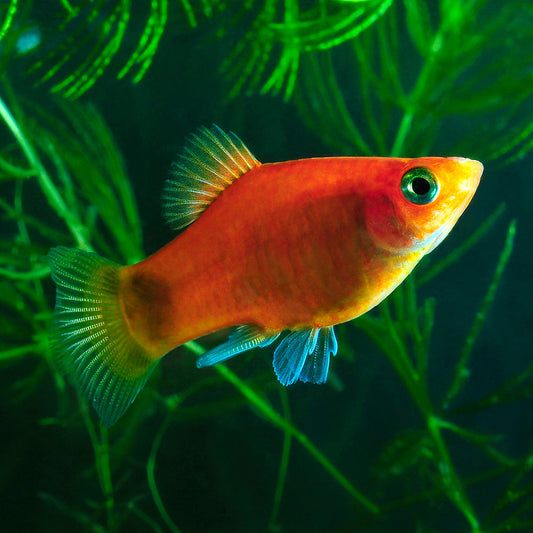 CORAL DARK RED PLATY