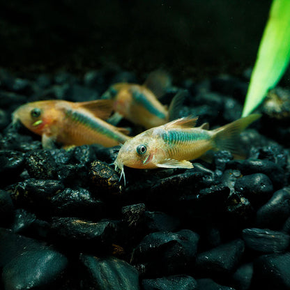 CORY RABAUTI | CORYDORAS RABAUTI