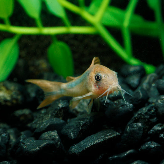 CORY RABAUTI | CORYDORAS RABAUTI