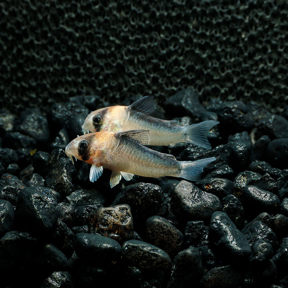 ADOLFOI CORY | CORYDORAS ADOLFOI