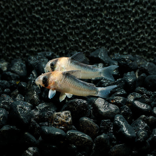 ADOLFOI CORY | CORYDORAS ADOLFOI