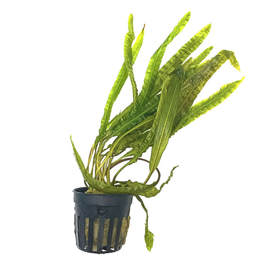 CRYPTOCORYNE BALANSAE | BALANSAE CRYPT