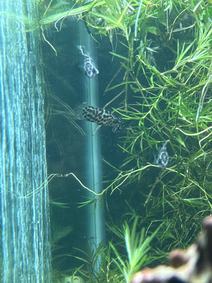 Leopard Ctenopoma 1”