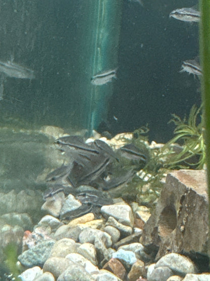Pygmy Cory (Corydoras pygmaeus)
