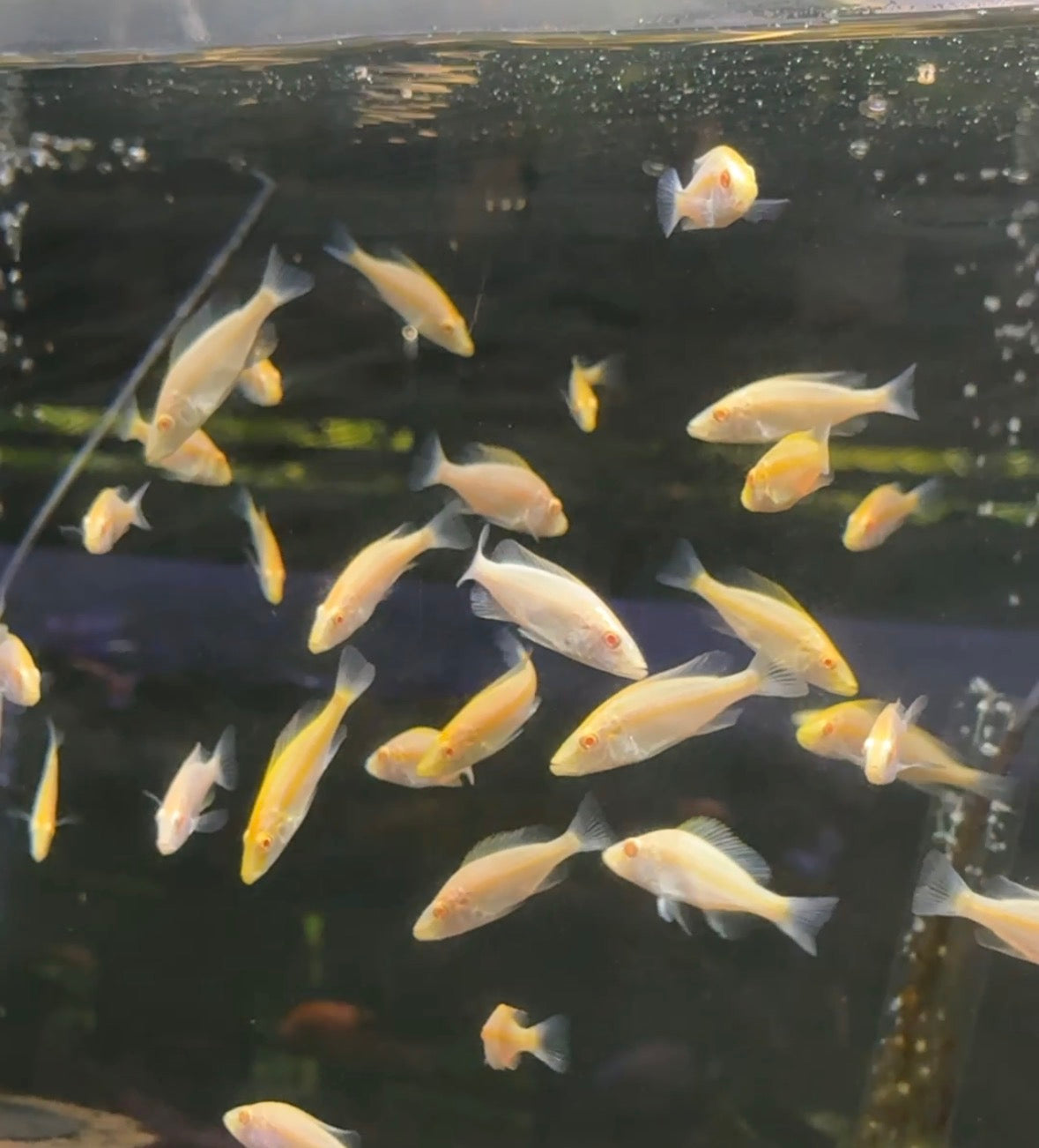 Albino Eye Biter ( Rare Cichlid )