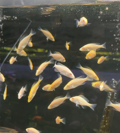 Albino Eye Biter ( Rare Cichlid )