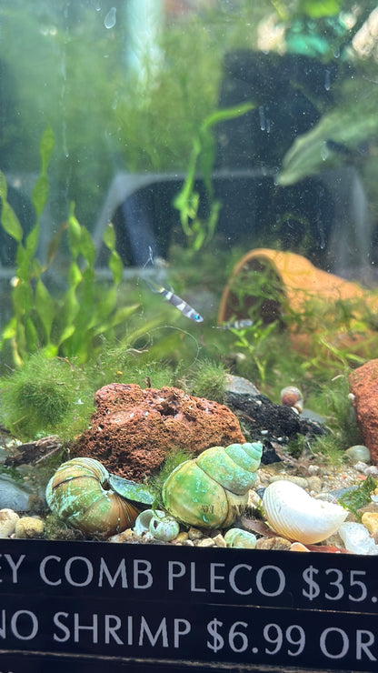 Clown Killifish