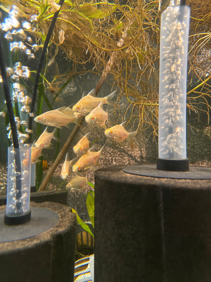 Albino tinfoil barb (large