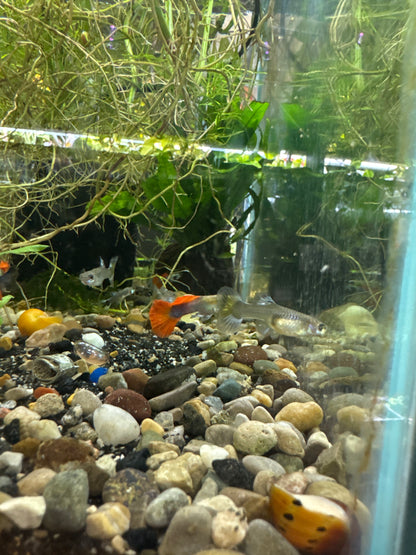 Dumbo half moon redtail guppies (3) trio male and two females (Copy)