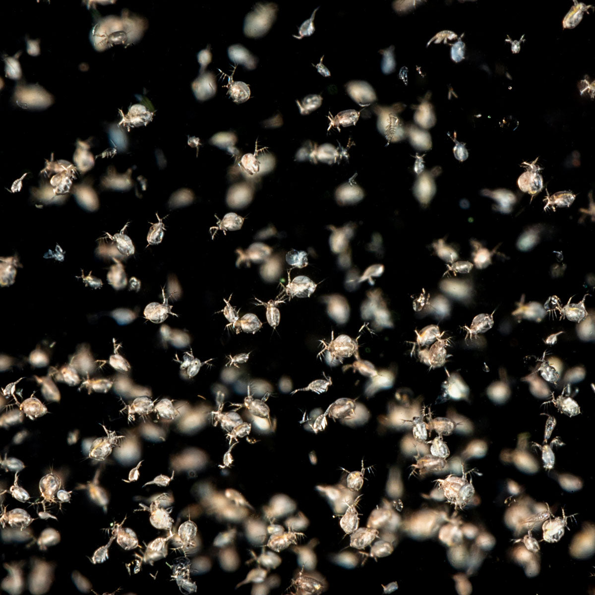 DAPHNIA CULTURE - LIVE FOOD FOR NANO FISH OR FRY