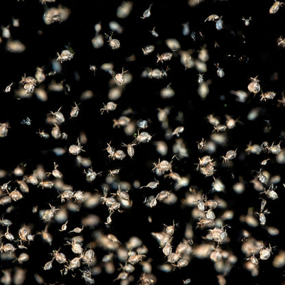 DAPHNIA CULTURE - LIVE FOOD FOR NANO FISH OR FRY